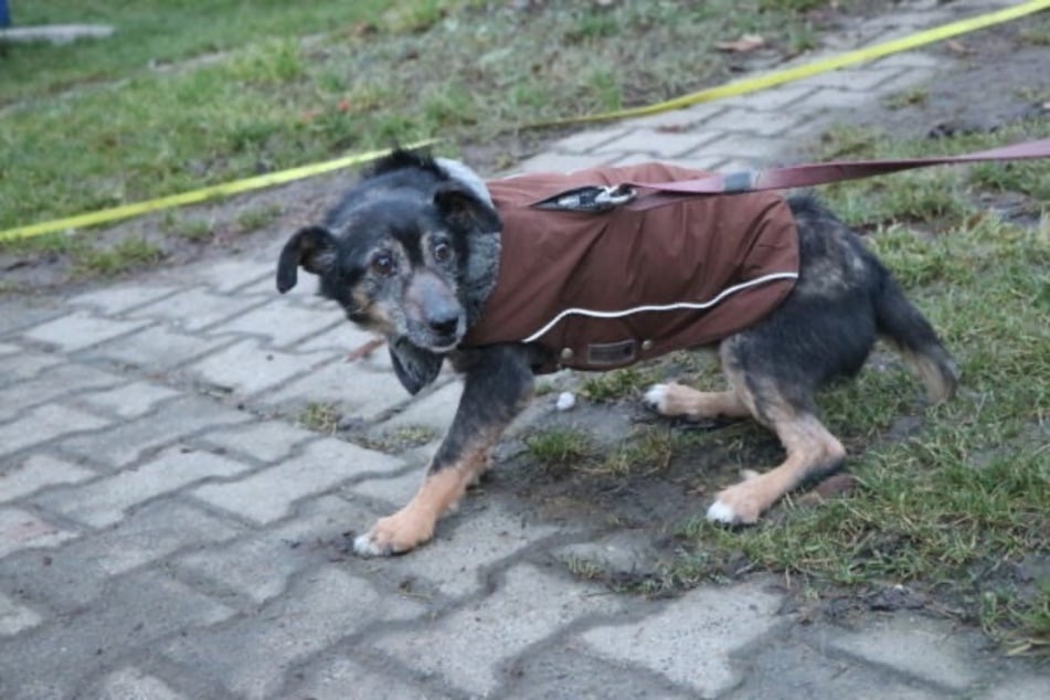 Rysik erschrickt bei schnellen Bewegungen.