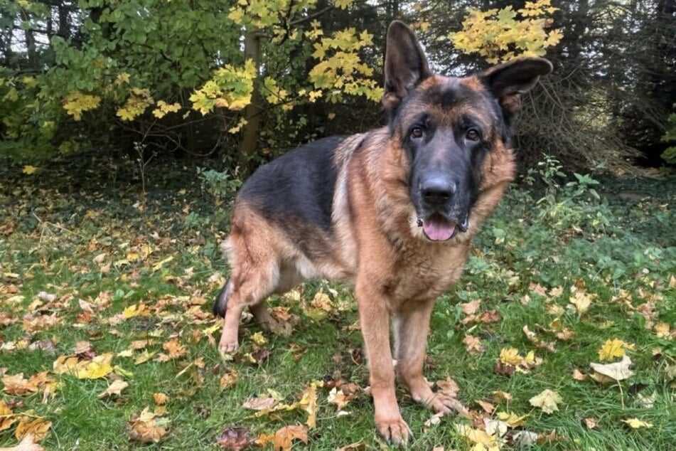 Der knapp fünf Jahre alte Rüde Yacko sucht ein neues Zuhause.