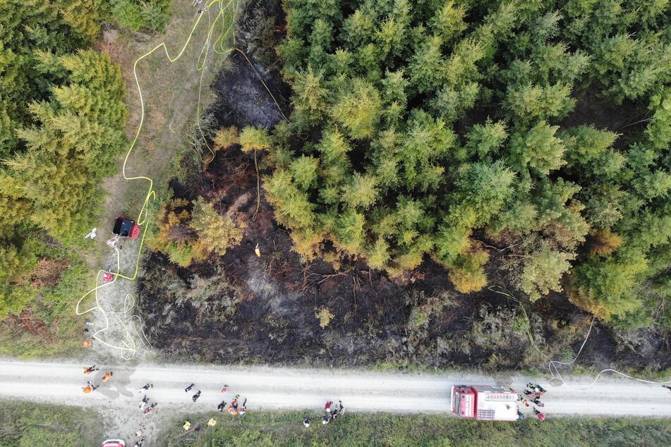 Waldbrand bei Revierförsterei: Mehrere Feuerwehren im Einsatz