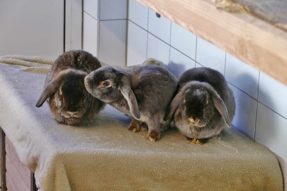 Ein Küsschen hilft: Maui (v.l.n.r.), Nicky und Micky hoffen auf ein gemeinsames Zuhause,