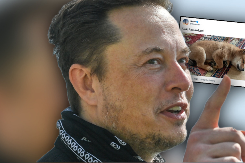 Elon Musk: Elon Musk tweetet über Ankunft seines neuen Welpen: Irre, was dann auf dem Krypto-Markt passiert!