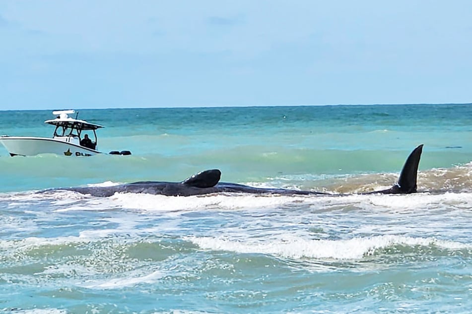 Der rund 20 Meter lange Wal strandete vor Floridas Küste.