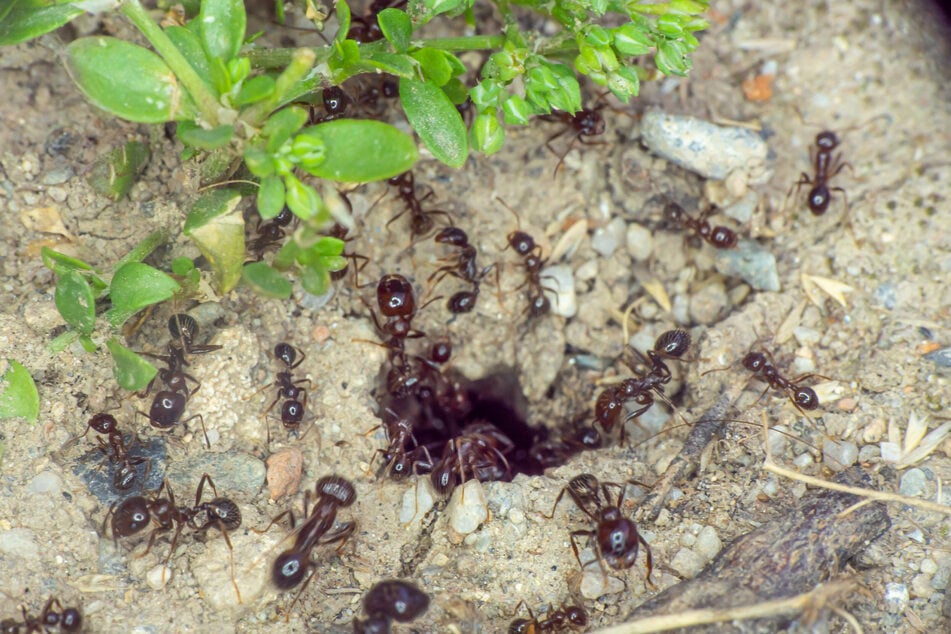 Die unterirdischen Gangsysteme der Ameisen erschweren die Wasser- und Nährstoffaufnahme durch die Wurzeln, wodurch die Pflanzen vertrocknen.