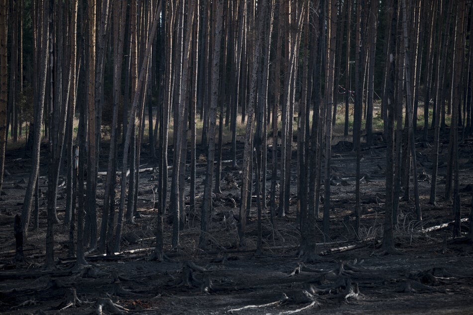 Am Ende brannten laut Landratsamt mindestens 250 Hektar Wald. (Archivbild)