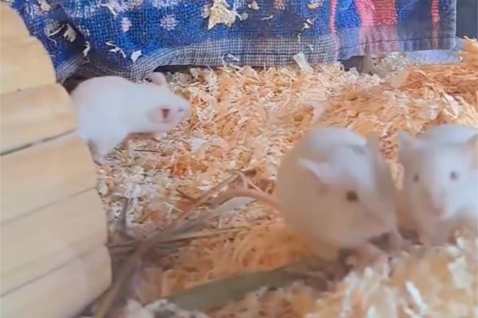 Die weißen Mäuschen wuseln durch ihre Käfige im Leipziger Tierheim.