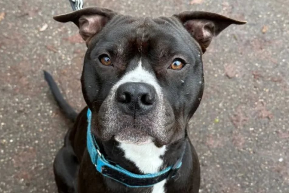 Hund Max ist lieb, zutraulich und sehr gelehrig. Der Vierbeiner sucht ein passendes Zuhause.