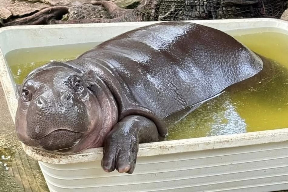 Hippo Moo Deng bekommt bald ein neues Areal, in dem sie zusammen mit zwölf weiteren Tieren leben wird.