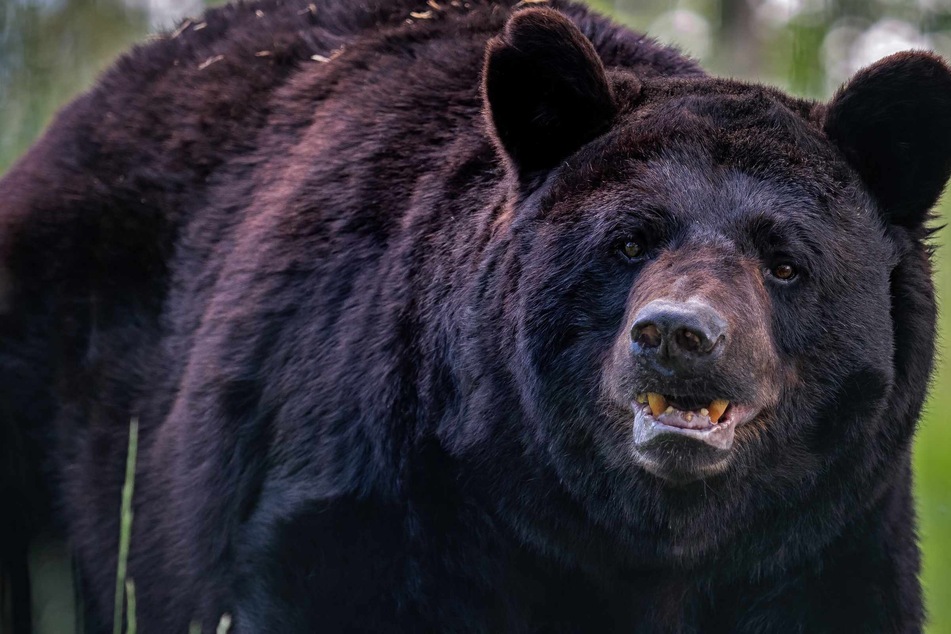 Maine woman heroically fights off black bear to save her dog