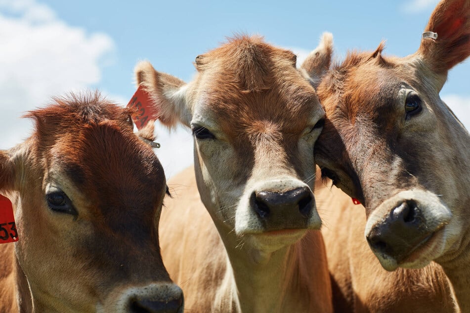 Closing the US-Mexico border to cattle transit has threatened Texas' livestock industry despite creating a boom south of the border. (Stock Image)