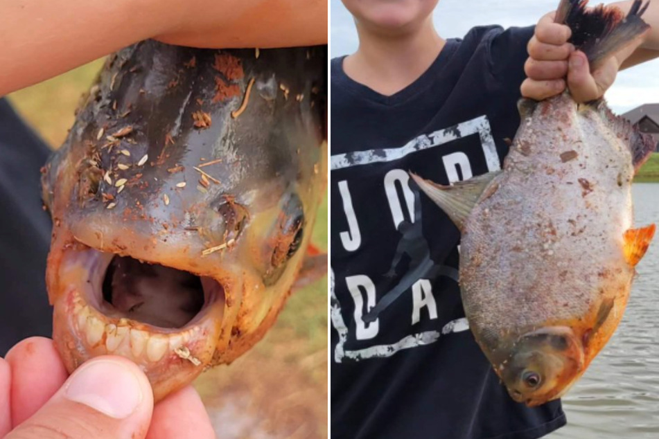 Creepy fish with human-like teeth sparks snarky debate: "How dare you"