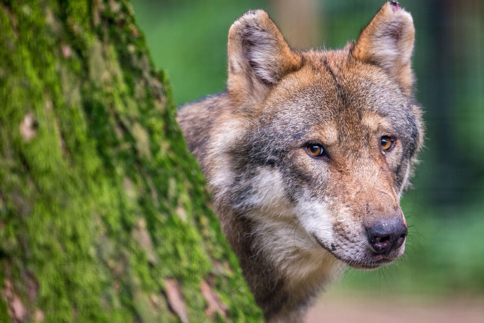 Der Wolf breitet sich auch in NRW aus, die Landwirte bekommen deshalb mehr finanzielle Unterstützung, um ihre Weidetiere zu schützen. (Symbolbild)