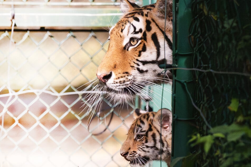 In einem Zoo in China wurden unter anderem tote Sibirische Tiger gefunden. (Symbolbild)