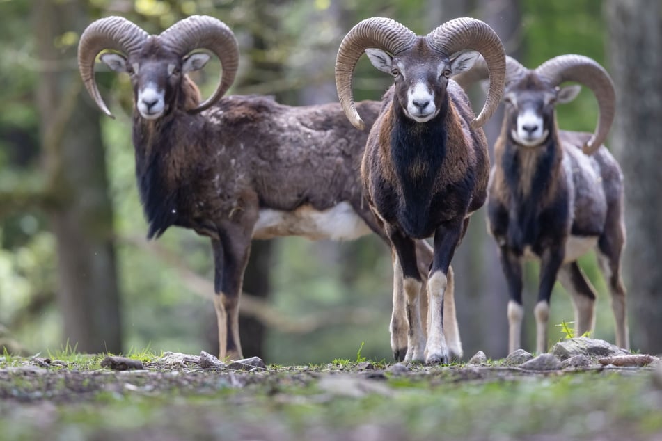 Den Mufflons im Wildgatter geht es prächtig, wie man sieht.