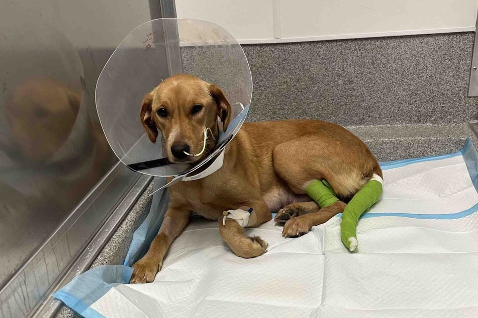 Der Mischling ist leider immer noch nicht ganz über den Berg.