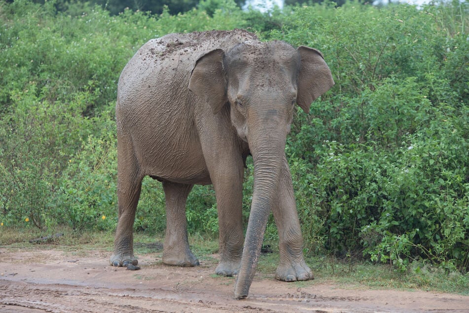 Un elefante pisó hasta matar a la niña pequeña.