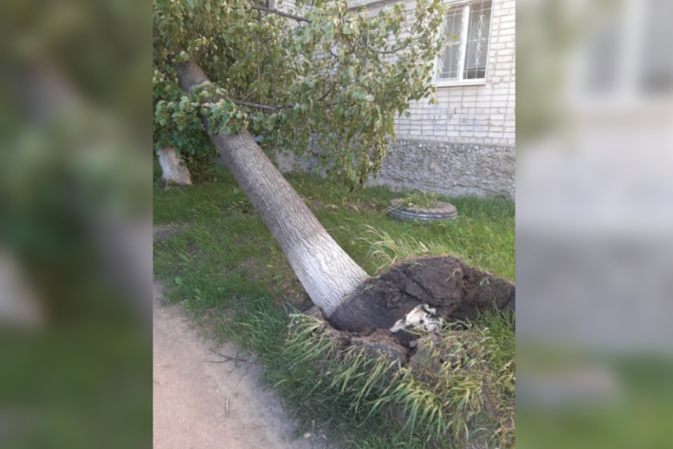 Ein umgestürzter Baum in Jekaterinburg.