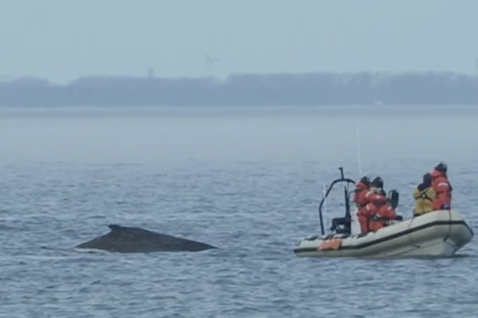 Eigentlich sollte die Boots-Eskorte den Wal aus der Lübecker Bucht navigieren.