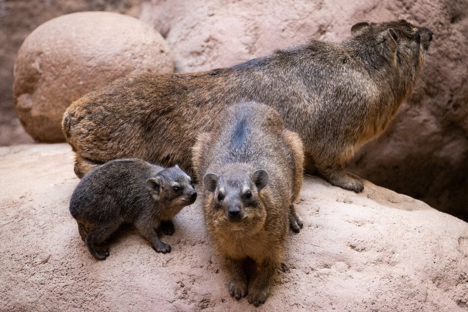 Kap-Klippschliefer können im Tropenaquarium des Tierpark Hagenbeck in Hamburg trotz des Unwetters bestaunt werden. (Archivbild)