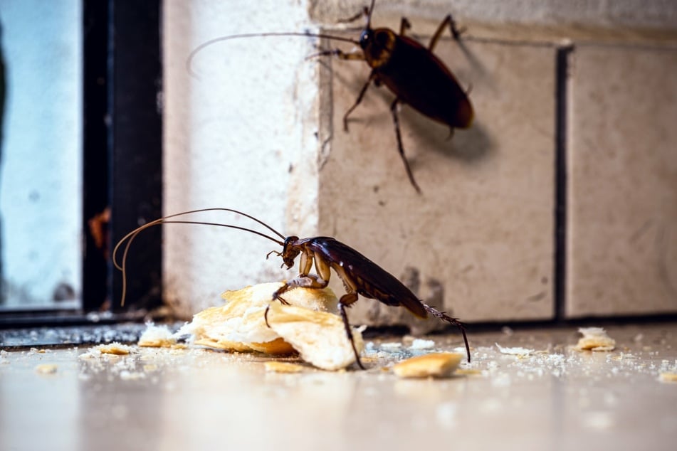 Cockroaches will often live in joints or cracks near food sources.
