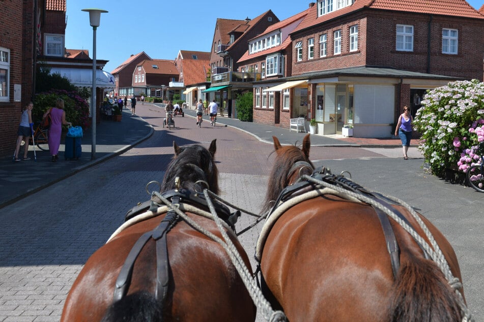 In Ribnitz-Damgarten (Vorpommern-Rügen) drehte ein Kutschpferd durch, wodurch ein 74-Jähriger schwer verletzt wurde. (Symbolbild)