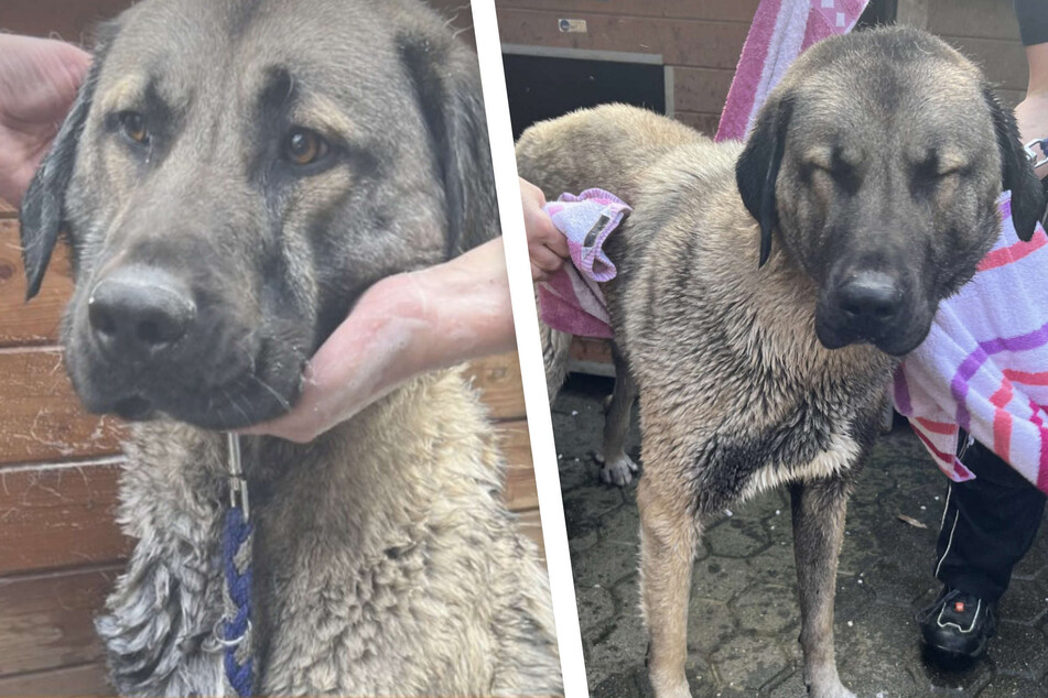 Hund lässt sich widerwillig baden: Hinter niedlichem Bild steckt eine traurige Geschichte