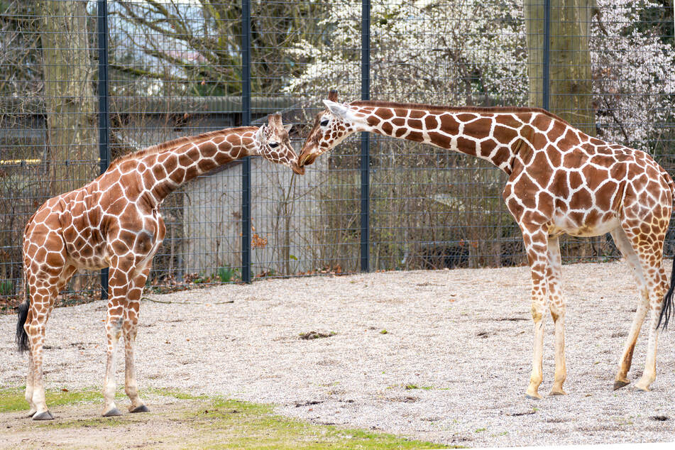 Riesengroße Zuneigung: Erste Kontakte mit Giraffendame Lindani haben ebenso stattgefunden.