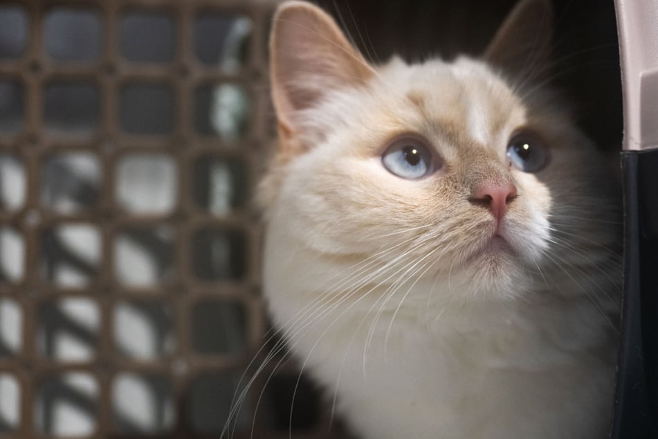 Im Kyffhäuserkreis wurde eine Katze in einer Transportbox ausgesetzt. Die Polizei ermittelt. (Symbolfoto)