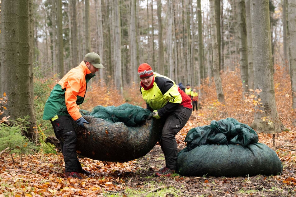 Sachsenforst-Mitarbeiter tragen während der Saatguternte ein Netz mit Laub und Saatgut durch ein Waldstück. Weil Mangel herrscht, kauft Sachsenforst geeignetes Saatgut in der Slowakei, Tschechien und Rumänien auf.