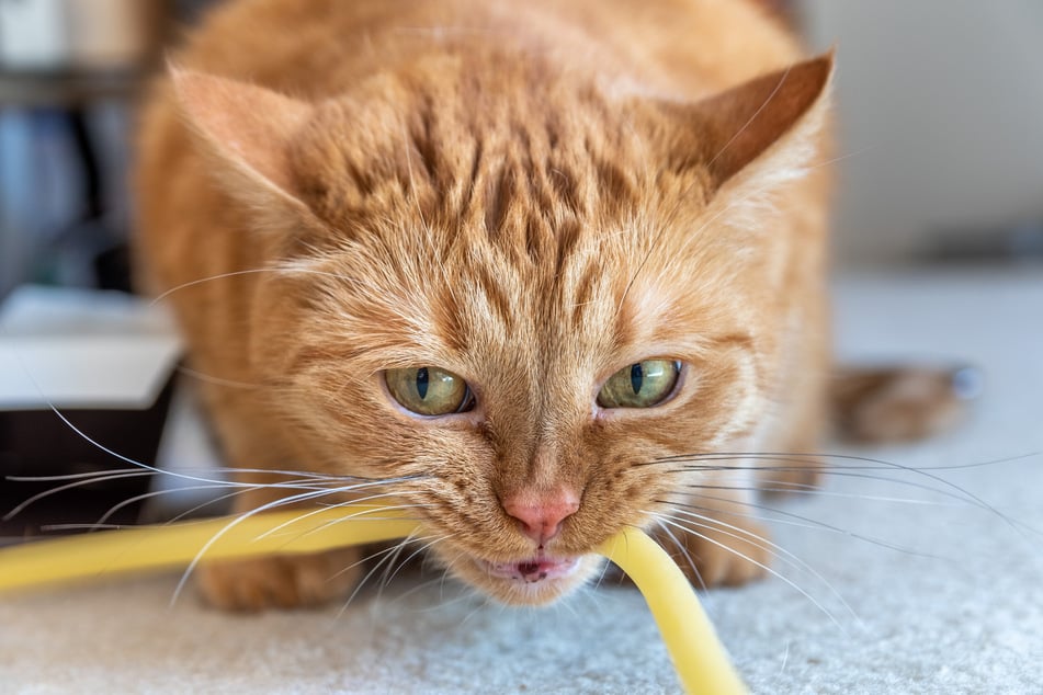 Katzen mit Pica-Syndrom fressen regelmäßig Fremdkörper, die nicht als Nahrung gedacht sind.