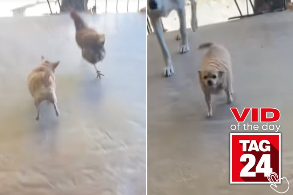 This family trained their chihuahua to be the official chicken bouncer of the porch – and the little pup takes her job VERY seriously!