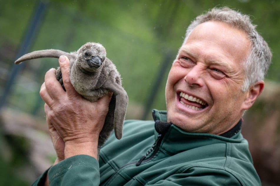 Tierpfleger Mike Richter (58) freut sich über die süßen Pinguin-Jungtiere.