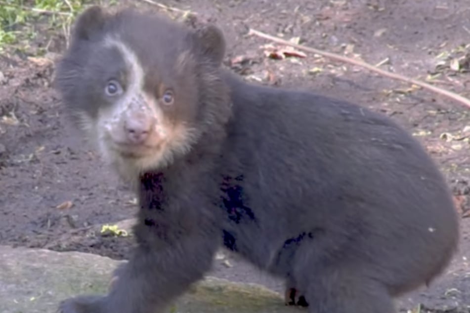 Jungtier Enzo beginnt, seine Umwelt zu entdecken.