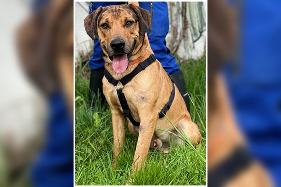 Charly kam aufgrund einer Sicherstellung ins Frankfurter Tierheim.