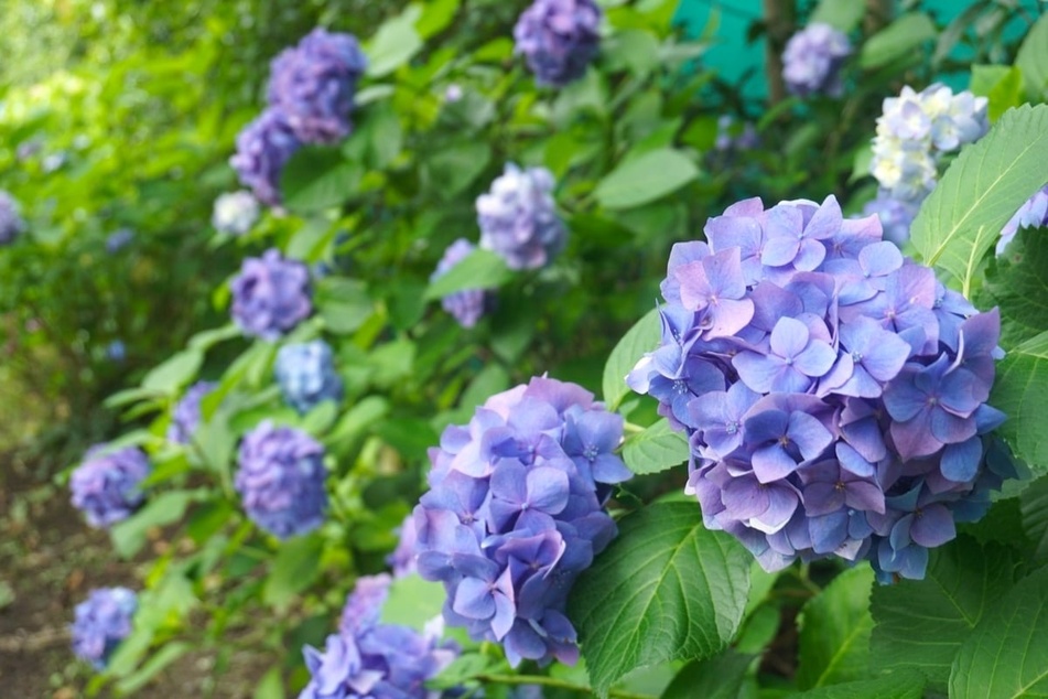 Der pH-Wert bestimmt die Intensität der blauen Farbe der Hortensie.