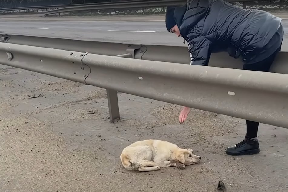 Ženy uvideli na diaľnici psa bez života: keď sa priblížili, tušili, čo sa deje