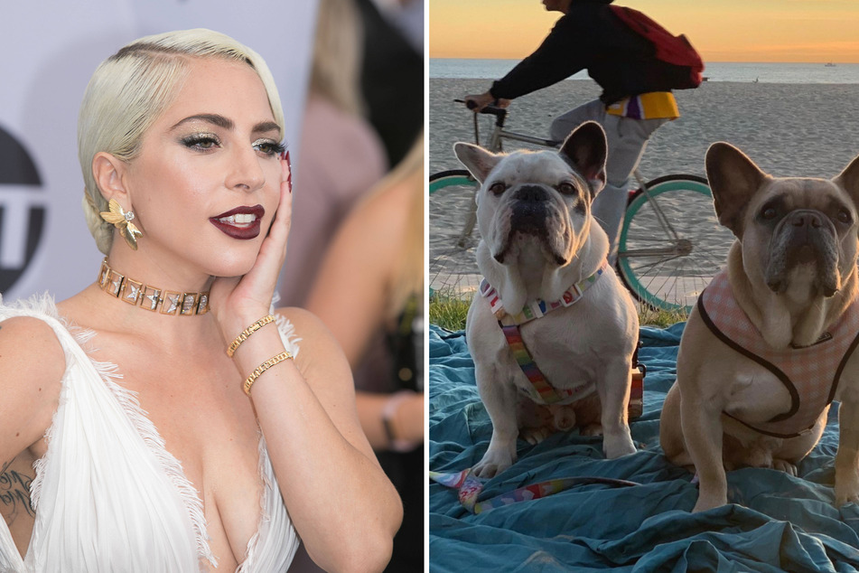 French bulldogs Koji and Gustav were stolen in a shocking robbery that left Lady Gaga's dog walker fighting for his life.
