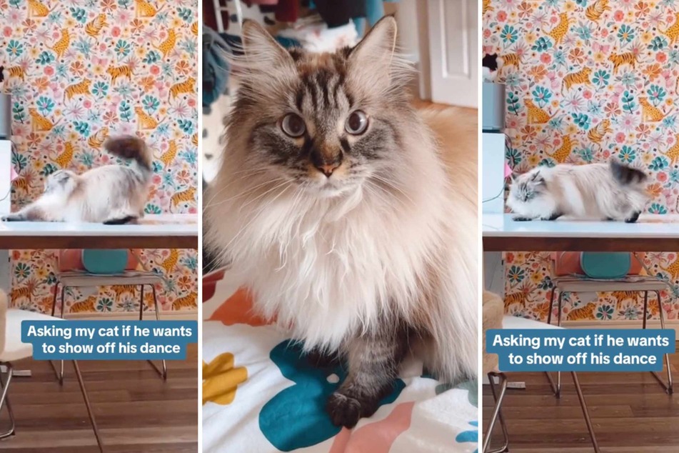 Cat moonwalk dances his way straight into TikTokers' hearts!