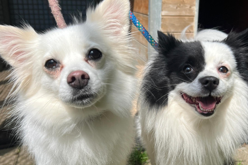 Weil die Besitzerin von Leyla und Pablo erkrankte, konnte sie sich nicht mehr um ihre geliebten Hunde kümmern.