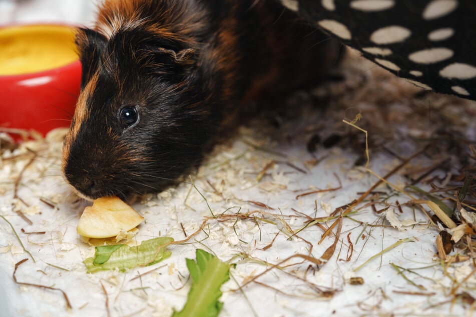 Der Pflege- und Zeitaufwand bei der Fleecehaltung ist nicht zu unterschätzen.
