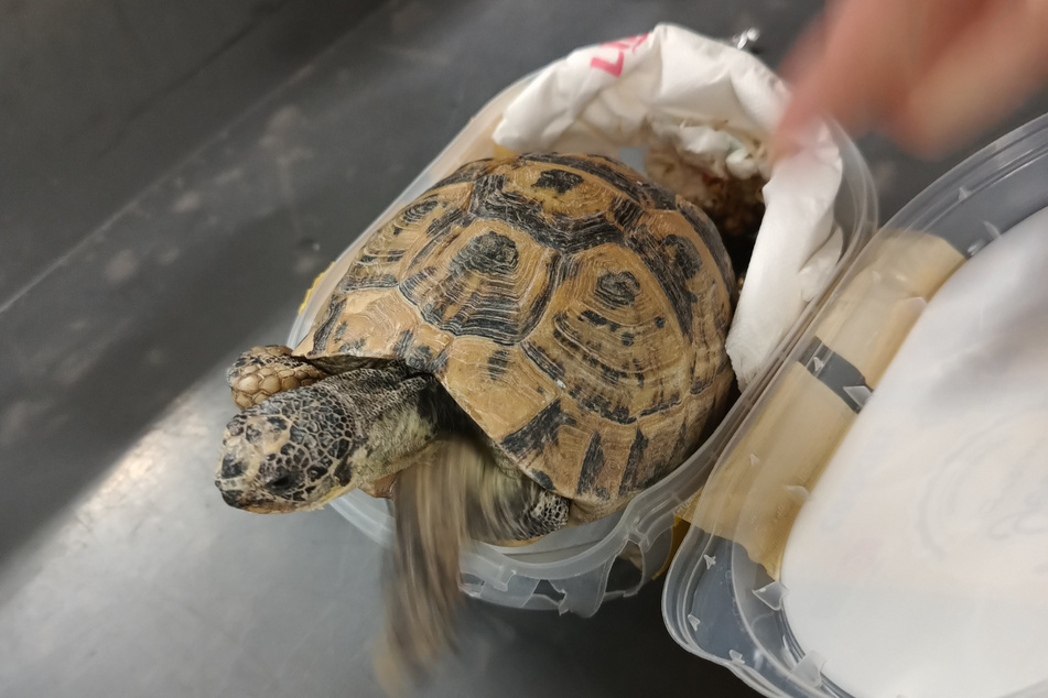 Die Landschildkröten wurden in Eisverpackungen transportiert.