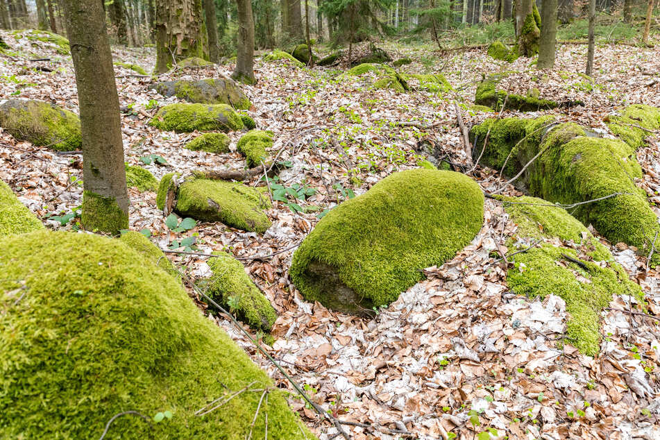 Am Lohbach nahe Niederottendorf wurden die zerfetzten Frösche und Kröten entdeckt.