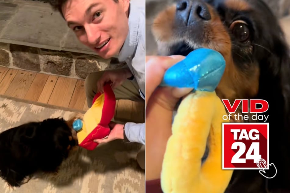 viral videos: Viral Video of the Day for August 27, 2024: Man shocks girlfriend with paw-some surprise while proposing!