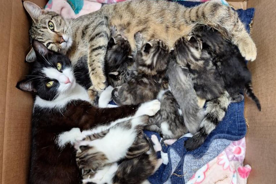 Die beiden Katzen-Mamas kamen mit ihrem Nachwuchs ins Tierheim.