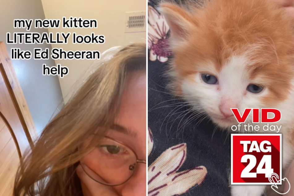 Today's Viral Video of the Day features a kitty with a striking resemblance to Irish singer, Ed Sheeran.