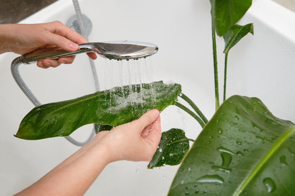 Bei einem Thripsebefall sollte man die Pflanze unbedingt gründlich abduschen. Vorsorglich kann das regelmäßige Entstauben und Abduschen ebenso wirksam sein.