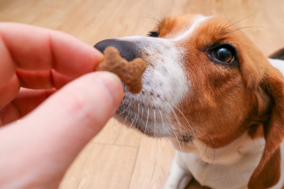 Mit der Nase findet sich der Hund in unserer Menschenwelt zurecht - egal, ob auf der Suche nach Futter oder auf dem Weg durch einen Erlebnispark. (Symbolbild)
