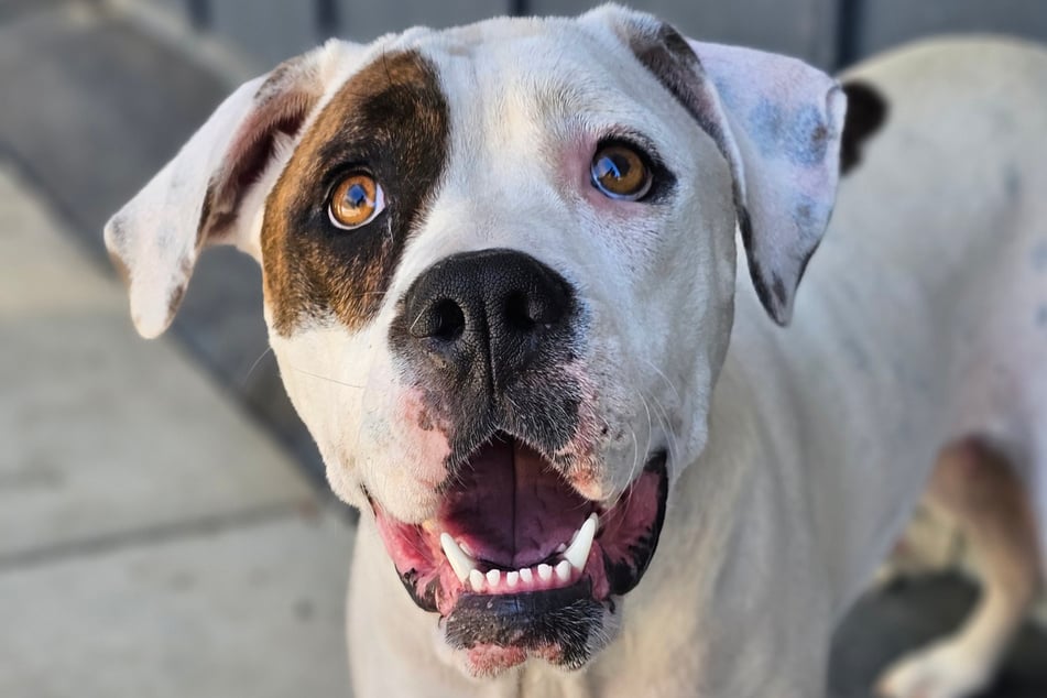 Mumma Sue konnte ausfindig gemacht werden.