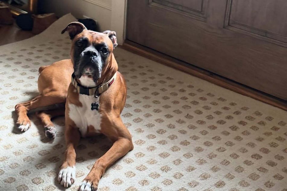 Moose the boxer was rescued by the couple three months ago.