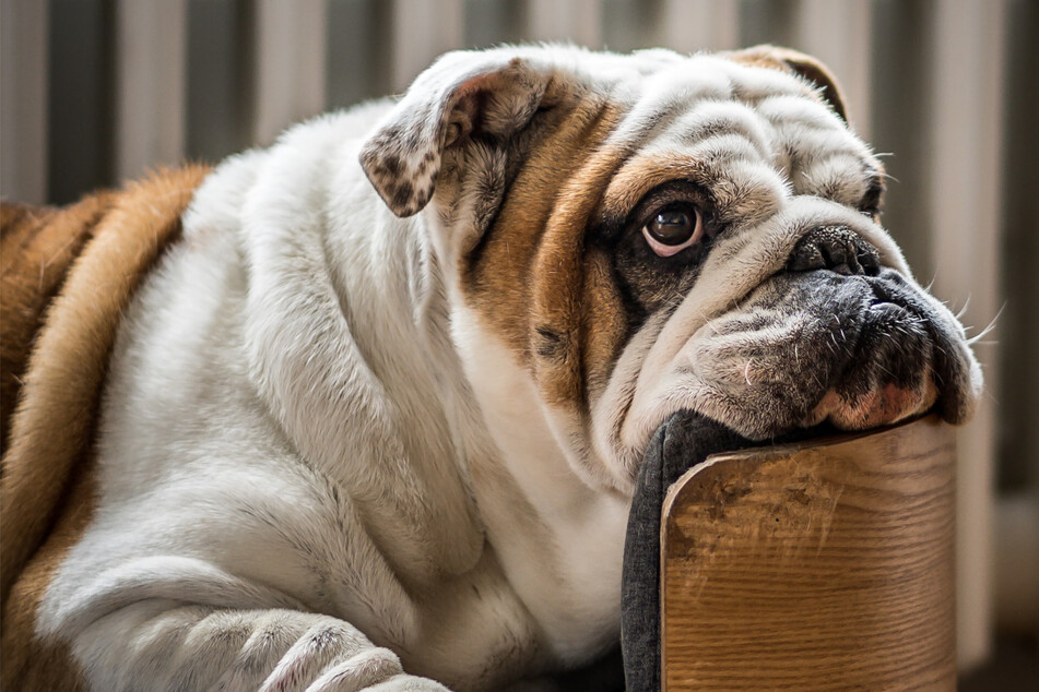 Bulldogs are wrinkled little dudes filled with personality and love.