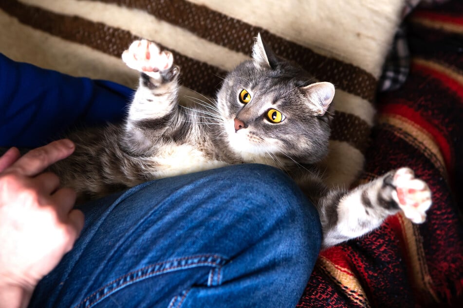 Es kann schon mal passieren, dass eine Katze beim Spielen kratzt.